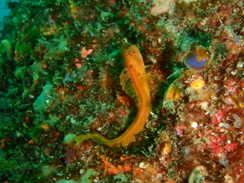 �ɓ������ʐ^�@�N���b�N�ő傫���Ȃ�܂�