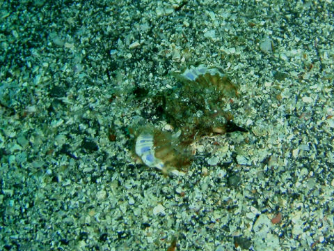 �ɓ������ʐ^�@�N���b�N�ő傫���Ȃ�܂�