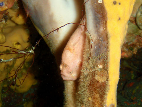 �ɓ������ʐ^�@�N���b�N�ő傫���Ȃ�܂�