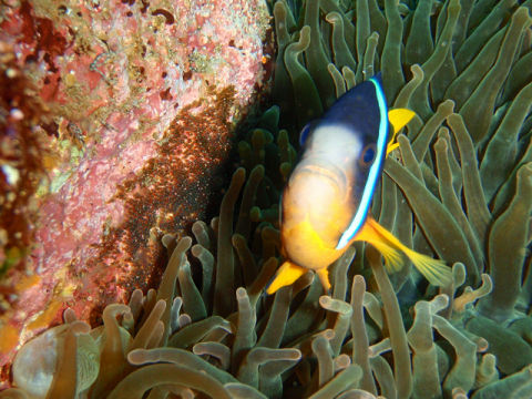 �ɓ������ʐ^�@�N���b�N�ő傫���Ȃ�܂�