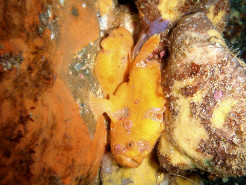 �ɓ������ʐ^�@�N���b�N�ő傫���Ȃ�܂�