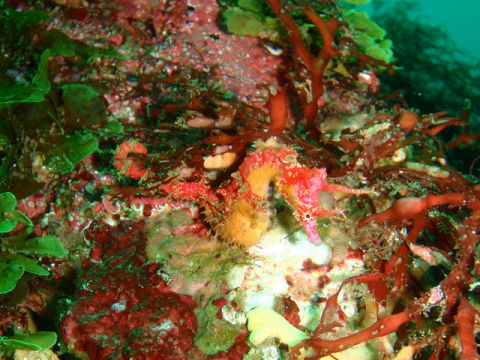 �ɓ������ʐ^�@�N���b�N�ő傫���Ȃ�܂�