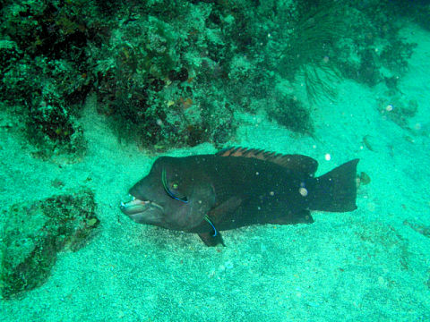 �ɓ������ʐ^�@�N���b�N�ő傫���Ȃ�܂�