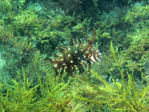 �ɓ������ʐ^�@�N���b�N�ő傫���Ȃ�܂�