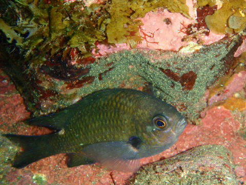 �ɓ������ʐ^�@�N���b�N�ő傫���Ȃ�܂�