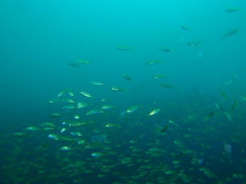 �ɓ������ʐ^�@�N���b�N�ő傫���Ȃ�܂�