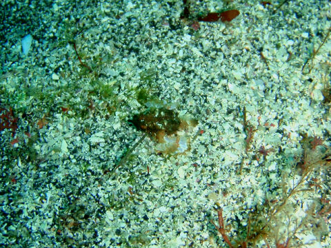 �ɓ������ʐ^�@�N���b�N�ő傫���Ȃ�܂�