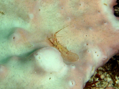 �ɓ������ʐ^�@�N���b�N�ő傫���Ȃ�܂�