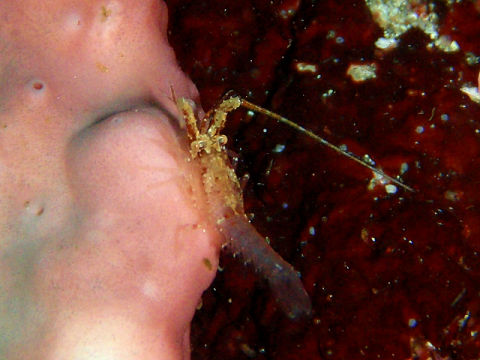 �ɓ������ʐ^�@�N���b�N�ő傫���Ȃ�܂�