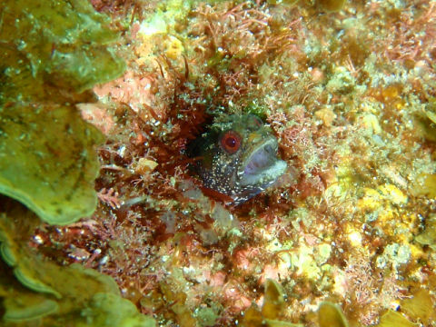 �ɓ������ʐ^�@�N���b�N�ő傫���Ȃ�܂�