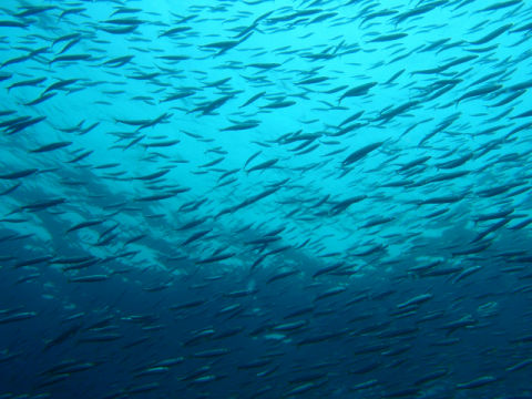 �ɓ������ʐ^�@�N���b�N�ő傫���Ȃ�܂�