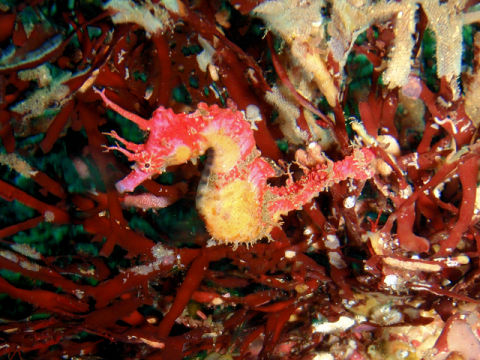 �ɓ������ʐ^�@�N���b�N�ő傫���Ȃ�܂�