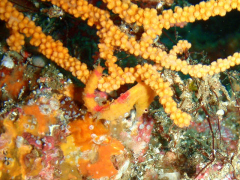 �ɓ������ʐ^�@�N���b�N�ő傫���Ȃ�܂�