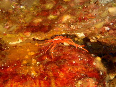 �ɓ������ʐ^�@�N���b�N�ő傫���Ȃ�܂�