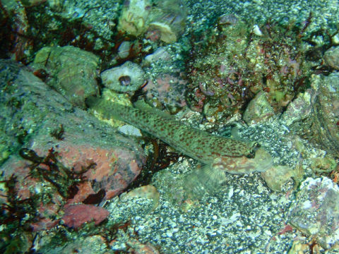 �ɓ������ʐ^�@�N���b�N�ő傫���Ȃ�܂�