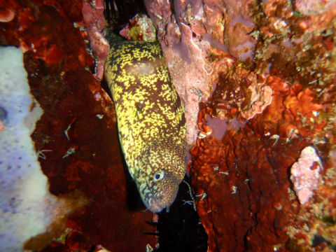 �ɓ������ʐ^�@�N���b�N�ő傫���Ȃ�܂�