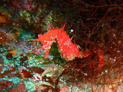 �ɓ������ʐ^�@�N���b�N�ő傫���Ȃ�܂�