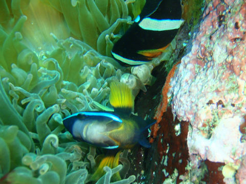 �ɓ������ʐ^�@�N���b�N�ő傫���Ȃ�܂�