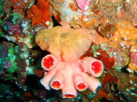 �ɓ������ʐ^�@�N���b�N�ő傫���Ȃ�܂�