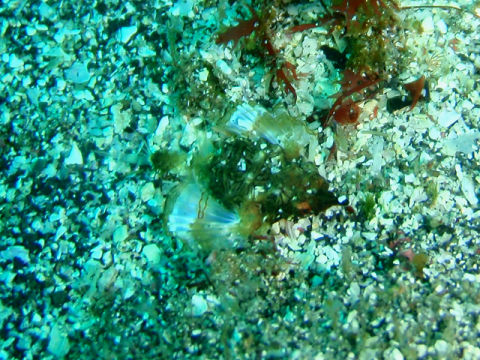 �ɓ������ʐ^�@�N���b�N�ő傫���Ȃ�܂�