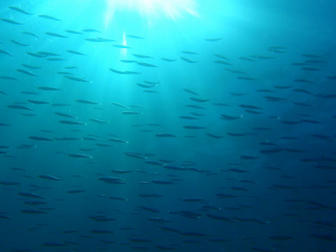 �ɓ������ʐ^�@�N���b�N�ő傫���Ȃ�܂�