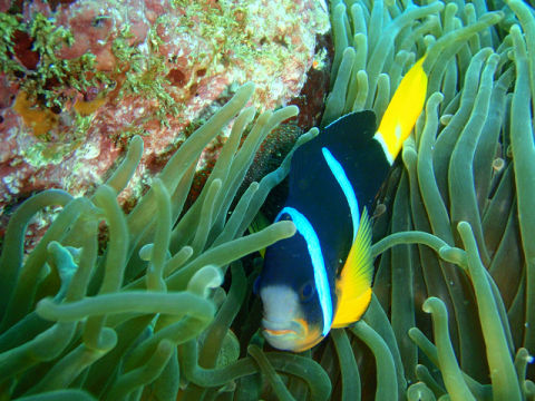 �ɓ������ʐ^�@�N���b�N�ő傫���Ȃ�܂�