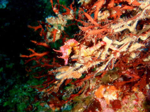 �ɓ������ʐ^�@�N���b�N�ő傫���Ȃ�܂�