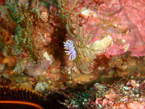 �ɓ������ʐ^�@�N���b�N�ő傫���Ȃ�܂�