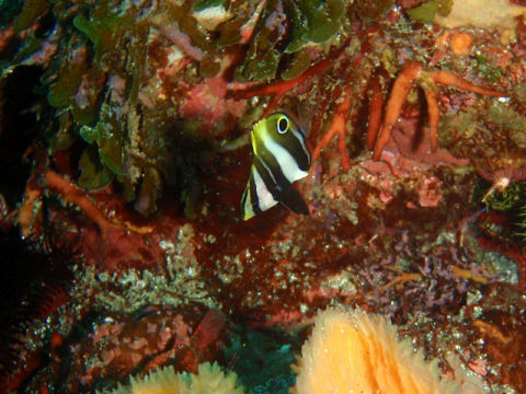 �ɓ������ʐ^�@�N���b�N�ő傫���Ȃ�܂�