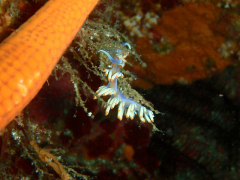 �ɓ������ʐ^�@�N���b�N�ő傫���Ȃ�܂�