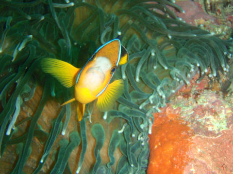 �ɓ������ʐ^�@�N���b�N�ő傫���Ȃ�܂�