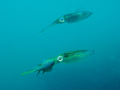 �ɓ������ʐ^�@�N���b�N�ő傫���Ȃ�܂�