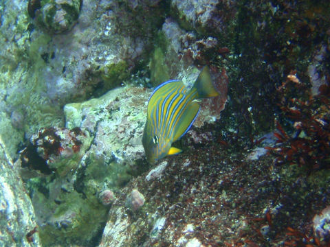 �ɓ������ʐ^�@�N���b�N�ő傫���Ȃ�܂�