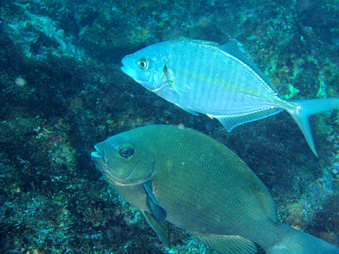 �ɓ������ʐ^�@�N���b�N�ő傫���Ȃ�܂�