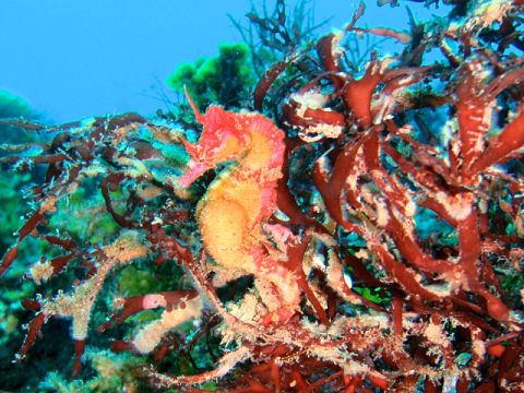 �ɓ������ʐ^�@�N���b�N�ő傫���Ȃ�܂�