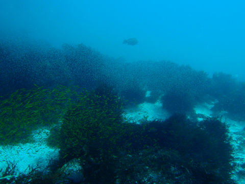 �ɓ������ʐ^�@�N���b�N�ő傫���Ȃ�܂�