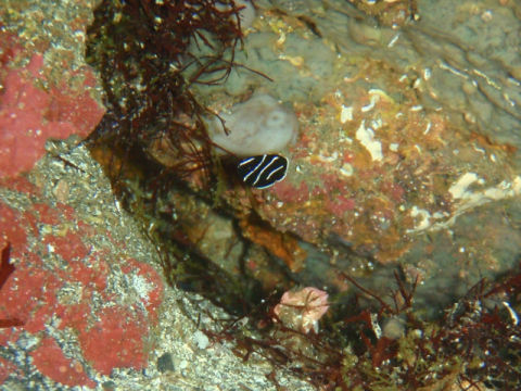 �ɓ������ʐ^�@�N���b�N�ő傫���Ȃ�܂�