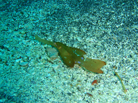 �ɓ������ʐ^�@�N���b�N�ő傫���Ȃ�܂�