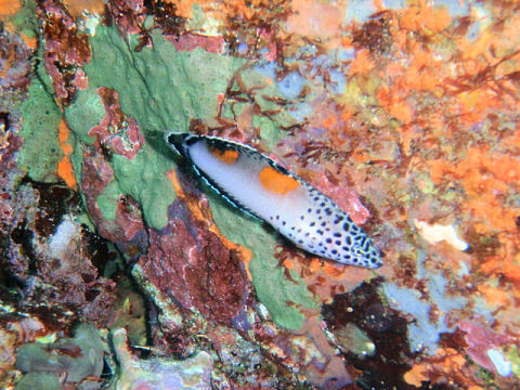 �ɓ������ʐ^�@�N���b�N�ő傫���Ȃ�܂�