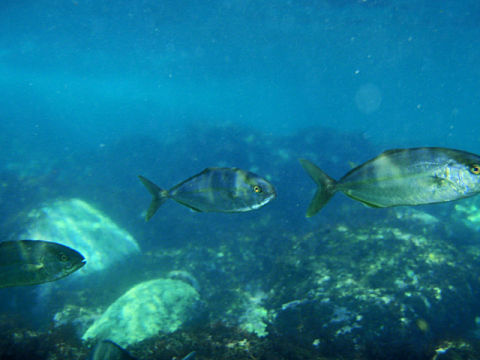 �ɓ������ʐ^�@�N���b�N�ő傫���Ȃ�܂�