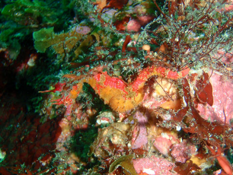 �ɓ������ʐ^�@�N���b�N�ő傫���Ȃ�܂�