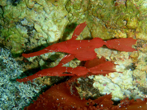 �ɓ������ʐ^�@�N���b�N�ő傫���Ȃ�܂�