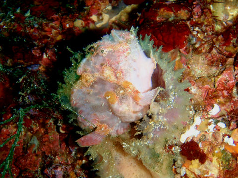 �ɓ������ʐ^�@�N���b�N�ő傫���Ȃ�܂�