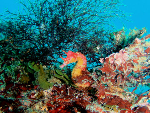 �ɓ������ʐ^�@�N���b�N�ő傫���Ȃ�܂�