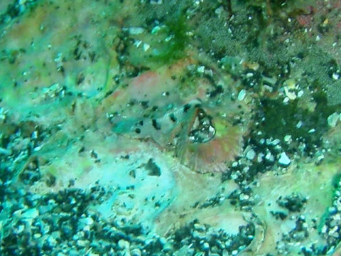 �ɓ������ʐ^�@�N���b�N�ő傫���Ȃ�܂�