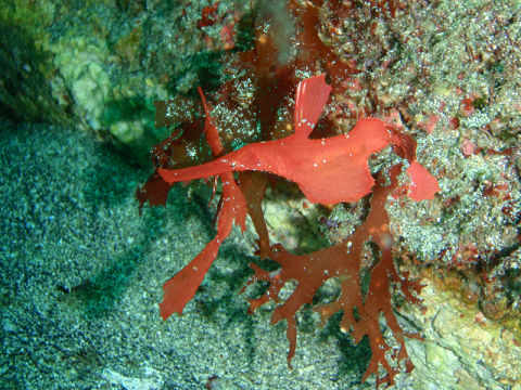 �ɓ������ʐ^�@�N���b�N�ő傫���Ȃ�܂�