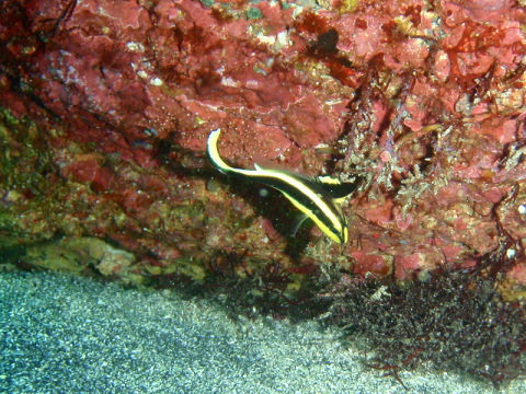 �ɓ������ʐ^�@�N���b�N�ő傫���Ȃ�܂�