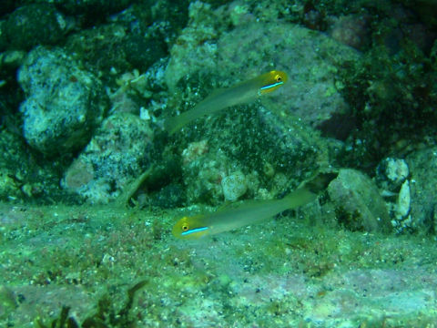 �ɓ������ʐ^�@�N���b�N�ő傫���Ȃ�܂�