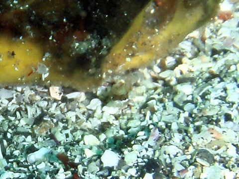 �ɓ������ʐ^�@�N���b�N�ő傫���Ȃ�܂�