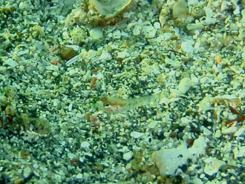 �ɓ������ʐ^�@�N���b�N�ő傫���Ȃ�܂�